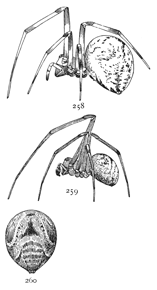Figs. 258, 259, 260.
Theridium tepidariorum.