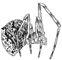 Fig. 261. Theridium rupicola.