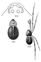 Figs. 277, 278, 279. Steatoda
borealis.—277, female.
278, male. Both enlarged
four times. 279, eyes.
