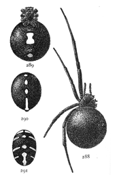 Figs. 288, 289, 290, 291. Latrodectus mactans.