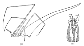 Figs. 300, 301. Argyrodes fictilium.—300, female enlarged eight times.
301, top of the cephalothorax.