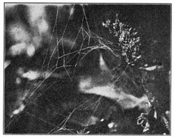 Fig. 321. Beginning of a web of Linyphia marginata.