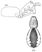 Figs. 323, 324. Linyphia
communis.