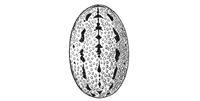 Fig. 335. Linyphia
trilineata.—Markings
of abdomen enlarged
eight times.