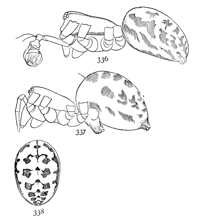 Figs. 336, 337, 338. Linyphia
nebulosa.—336,
male. 337, female enlarged
twelve times.
338, markings of back
of abdomen.