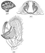 Figs. 342, 343, 344. Linyphia
minuta.—342, side
of abdomen of female.
343, epigynum. 344, end
of palpus of male.