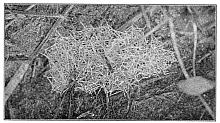 Fig. 359. Web of Erigone dentigera among stems of grass close to the ground.
About the real size.