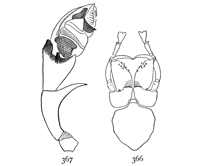 Figs. 366, 367. Erigone autumnalis.—366,
under side of cephalothorax
of male. 367, palpus of
male.