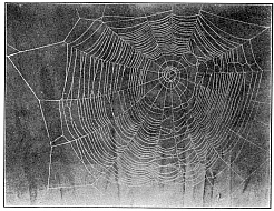 Fig. 379. Web of Epeira strix covered with dew hanging between the rails of a fence.
One-third the real size.