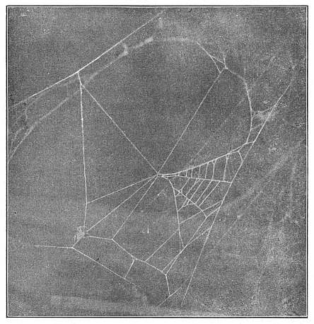 Fig. 382. Epeira sclopetaria tearing down an old web and beginning a new one. Five
new rays have been made and a quarter of the old web remains at the right.