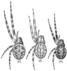 Figs. 383, 384, 385.—383, Epeira sclopetaria. 384,
Epeira patagiata. 385, Epeira strix.