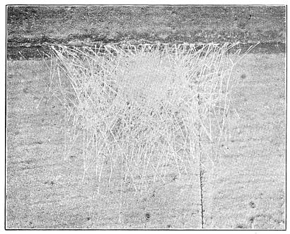 Fig. 386. Egg cocoon of Epeira sclopetaria under the edge of a clapboard.
Natural size.