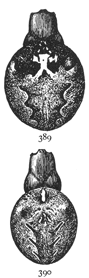 Figs. 389, 390.—389,
Epeira angulata.
390, Epeira silvatica.
Both enlarged
twice.