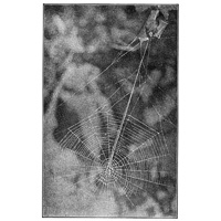 Fig. 397. Web of Epeira insularis, with nest above
covered with leaves and several threads leading
from the nest to the center of the web.