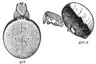 Figs. 401, 401a. Epeira
thaddeus, enlarged four
times.