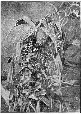 Fig. 402. Epeira trifolium in its nest in a plant
of golden-rod. Natural size.