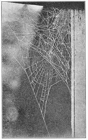 Fig. 406. Web of Epeira globosa in the corner of a doorway,
showing the large tent at the top, from which a
coarse thread runs to the center of the round web.