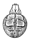 Fig. 407. Epeira globosa,
enlarged four
times.