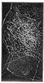 Fig. 409. Web of Epeira
labyrinthea with large irregular
web around the
nest. One-third the real
size.
