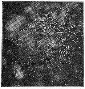 Fig. 410. Web of Epeira labyrinthea with
string of cocoons in the upper part over
the spider's nest. One-third the real size.