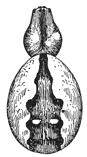 Fig. 414. Epeira
placida.