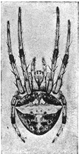 Fig. 415. Epeira scutulata.