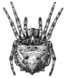 Fig. 419. Epeira stellata.