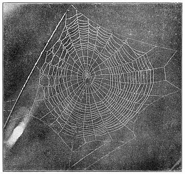 Fig. 420. Unfinished web of Epeira stellata with the spider hanging near the center.
Half the real size.