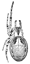 Fig. 431. Female
Zilla atrica.