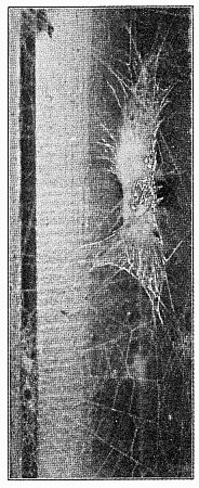 Fig. 433. Tubular nest of
Zilla atrica.