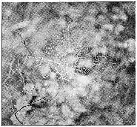 Fig. 437. Web of Acrosoma spinea.