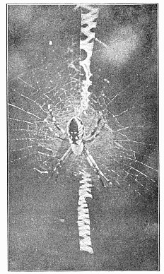 Fig. 448. Argiope riparia in the middle of the web.
Natural size.