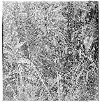 Fig. 453. Web of Argiope riparia in an oval opening among plants from which the
leaves have been drawn away by the spider. At the left of the web is a screen of
irregular threads.