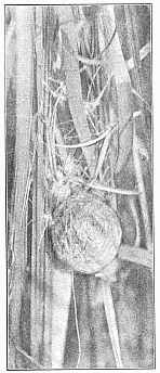 Fig. 454. Egg cocoon of Argiope
riparia in marsh grass. Natural
size.