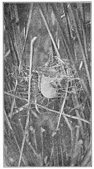 Fig. 458. Egg cocoon of Argiope transversa
in marsh grass.