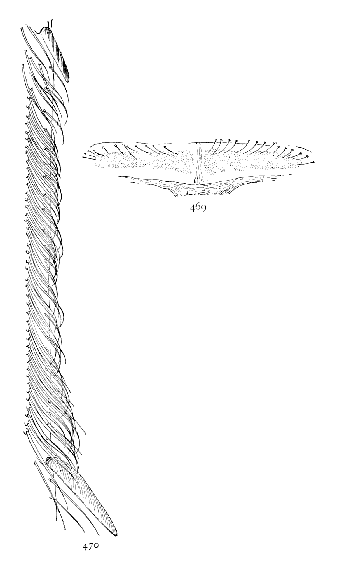 Figs. 469, 470.—469, cribellum. 470, calamistrum
of Amaurobius sylvestris.