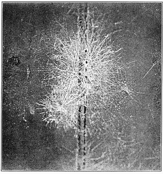 Fig. 471. Webs of Dictyna on the side of a house. The nests were in the groove
between the boards, and the webs radiated irregularly from them, crossing each
other in all directions so as to appear like parts of one web.