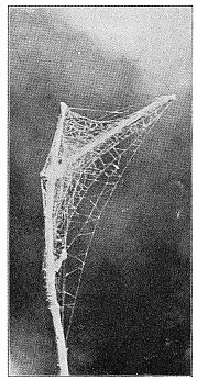 Fig. 473. Web of Dictyna on the
end of a twig.