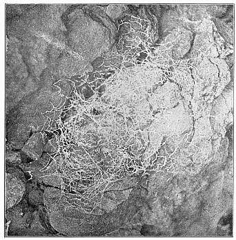Fig. 488. Web of Amaurobius sylvestris on a rough conglomerate rock.
The spider had a nest in a crack at one side.
