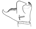 Fig. 492. Tibial joint of male
Amaurobius ferox for comparison
with that of Amaurobius
sylvestris (fig. 490).