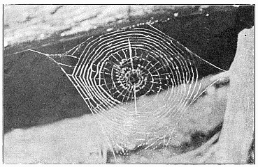 Fig. 495. Horizontal web of Uloborus near the ground, one side attached to a fallen
tree. The outer spiral is finished over only half the diameter of the web. A line of
loose silk runs across the web, and in the middle is a peculiar zigzag spiral. The
figure is about the real size.