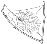 Fig. 497. Web of old Uloborus. The spider
is in the middle and at the left are three
egg cocoons. One-third the real size.