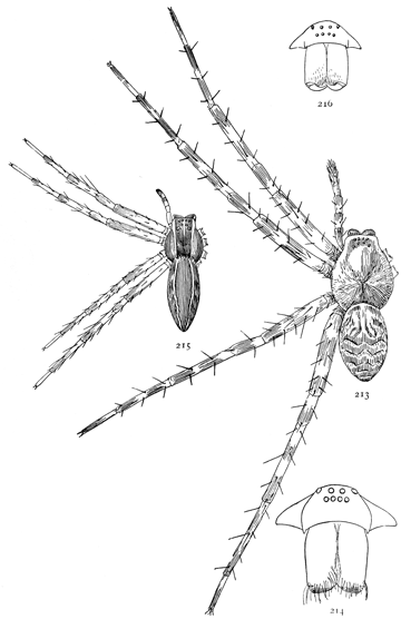 Figs. 213, 214.  Dolomedes tenebrosus.&mdash;213,
female enlarged twice. 214, front of head.