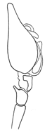 Fig. 235. Palpus of
male Tegenaria
medicinalis.