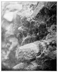 Fig. 276. Web of Steatoda borealis on the face of a conglomerate rock in the cavity
from which a pebble has dropped out. Half the real size.
