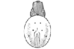 Fig. 405. Epeira displicata,
enlarged four
times.