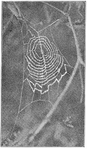 Fig. 496. Web of young Uloborus in a raspberry
bush. The lower half of the web
is much wider than the upper. A band of
silk runs across the middle and draws up
with it some of the lower spirals. Half
the real size.