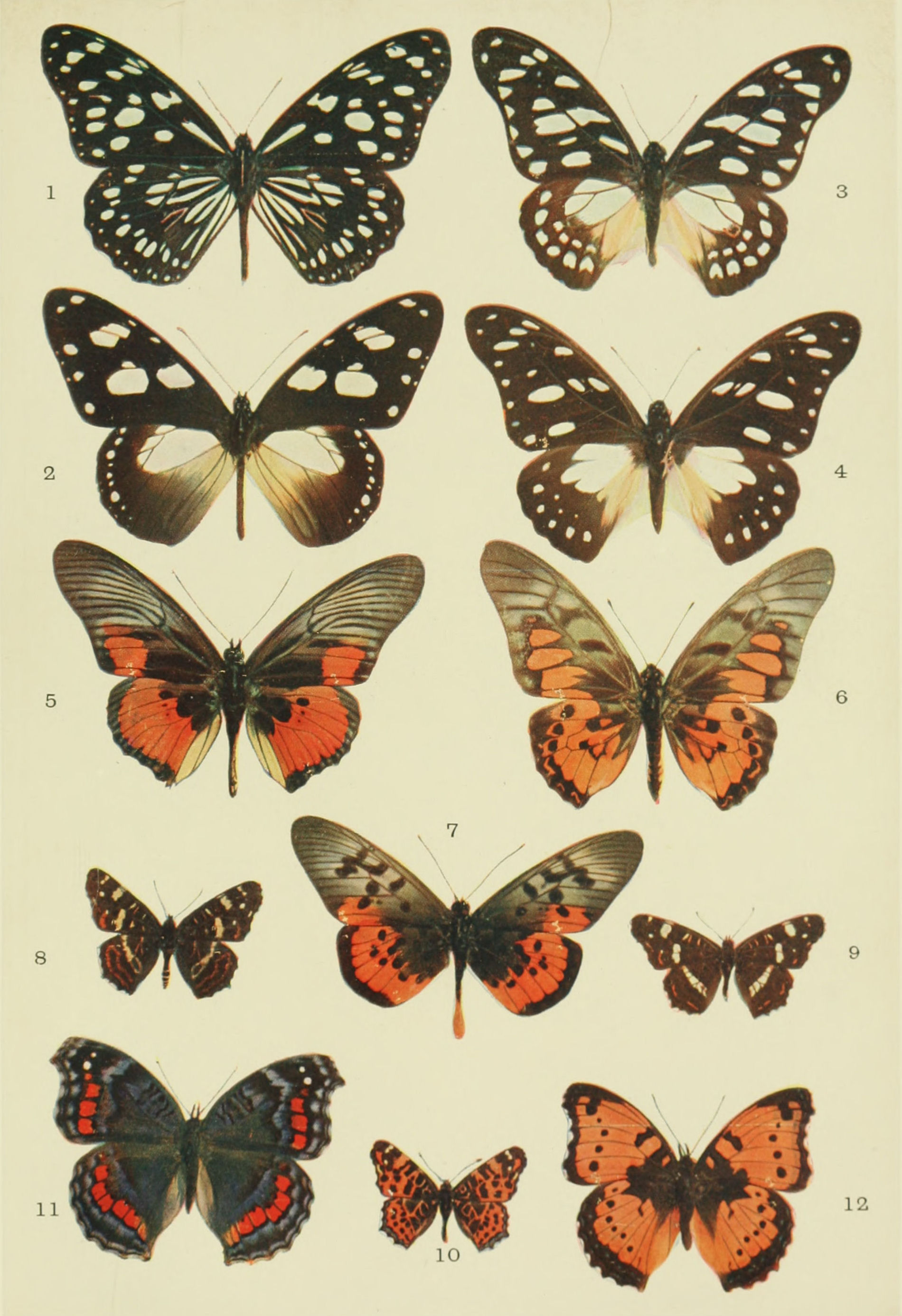 Plate VI