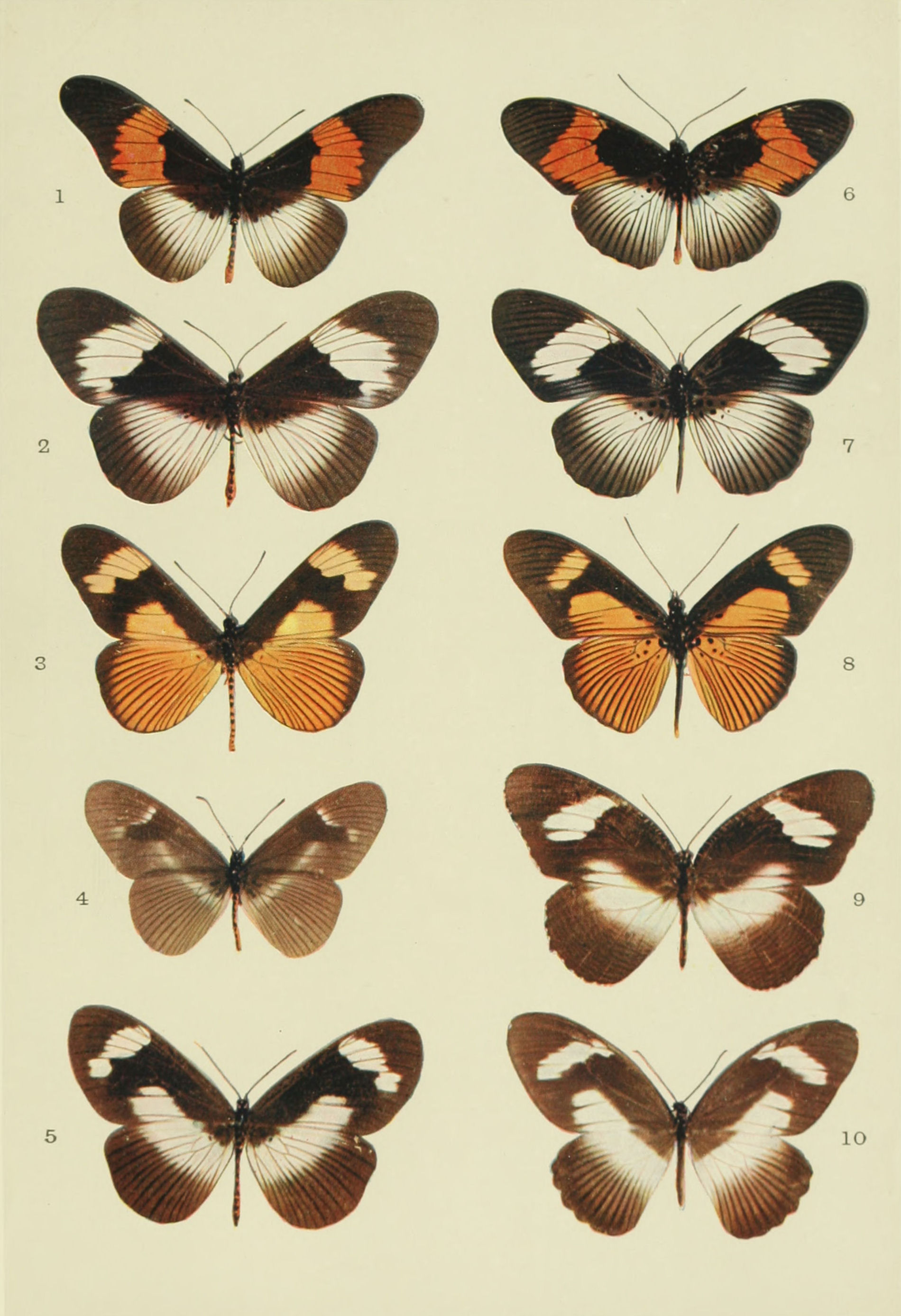 Mimicry in Butterflies: The Muse, the Palette and the Artist