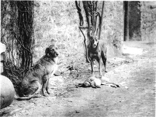 Two dogs standing in the street